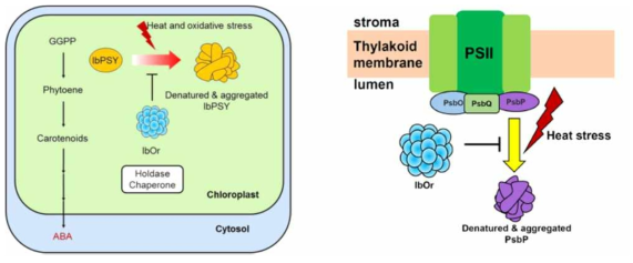 식물에서 Orange protein의 역할(Park et al. 2016, Kang et al. 2017)