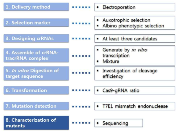 CRISPR-Cas9의 Ettlia 적용 실험 전략