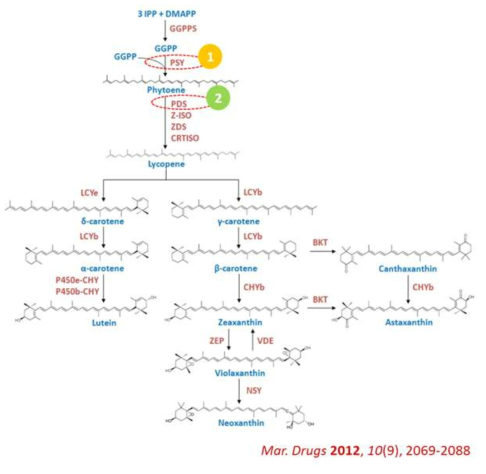 Carotenoids 생합성 경로