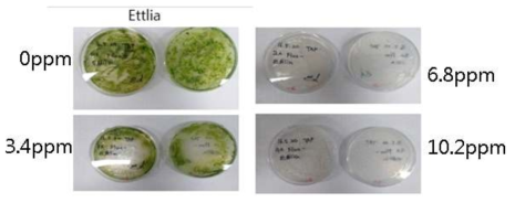 5-FI (5-Fluoroindole) 존재 하에 Ettlia wild type의 독성 측정