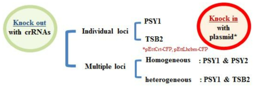 CRISPR-Cas9 기반 Knock In/out 전략