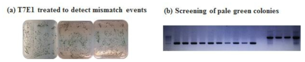 형질전환체 선별 결과 (a) Positive conolies 의 선별(a) 및 T7E1 처리를 통한 cas9 작용 결과 확인(b)