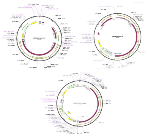 효소 정제에 사용된 3개의 plasmids