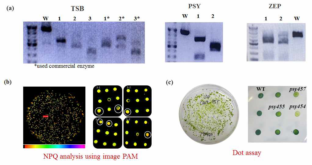 In vitro cleavage assay를 통하여 3가지 유전자별 crRNA의 검증 (a) 및 생산 된 돌연변이 체의 생리적 특성 기반 선별 ((b)△zep : NPQ 감소, (c)△psy : colorless or pale green)