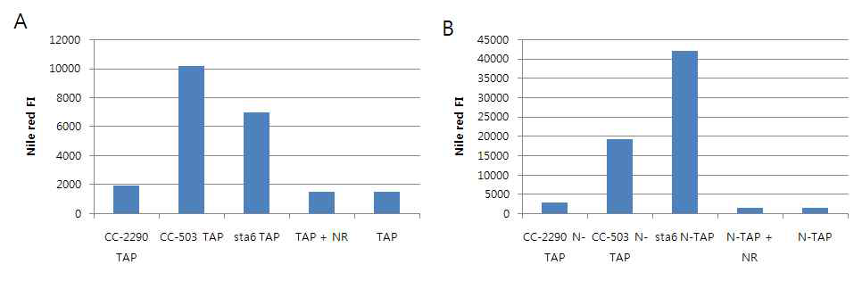 각 균주별 배양 조건에 따른 지질 염색 dye의 형광 세기 정도의 변화. sta6는 일반 조건 (A)에 비해 지질 합성을 유도하는 질소 결핍 조건 (B)에서 지방체에 대한 Nile red 형광 세기가 7배 이상 증가하였다