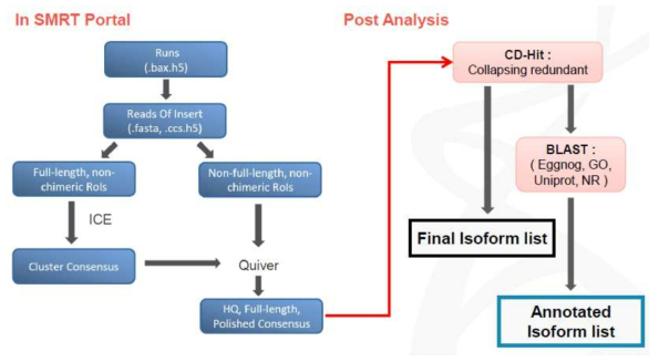 ISO-seq 진행절차