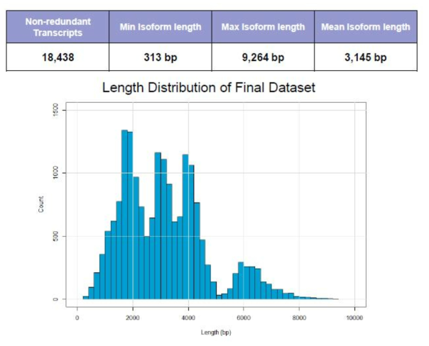 최종 annotation 된 ISO-seq 정보 요약