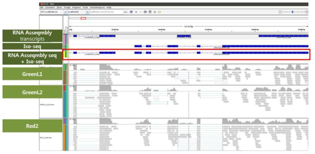 Transcriptome 과 Iso-seq Assemble을 통한 대표 유전자 셋 선별