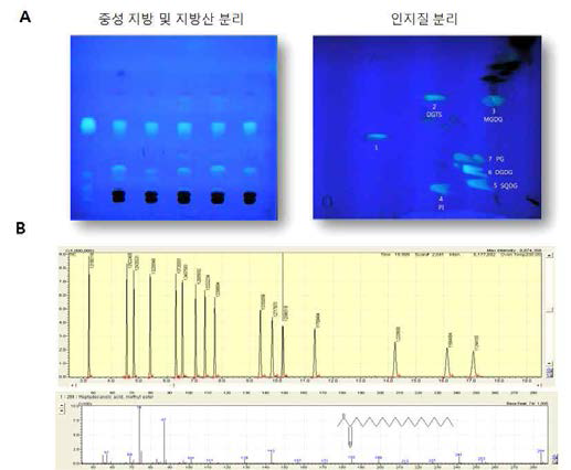 (A) Chlamydomonas에서 지질을 추출한 후 중성지방과 인지질을 분리하는 방법을 성공적으로 구축하였다. (B) 추출한 지질을 GC-MS를 이용하여 정성적 및 정량적 분석이 가능하다