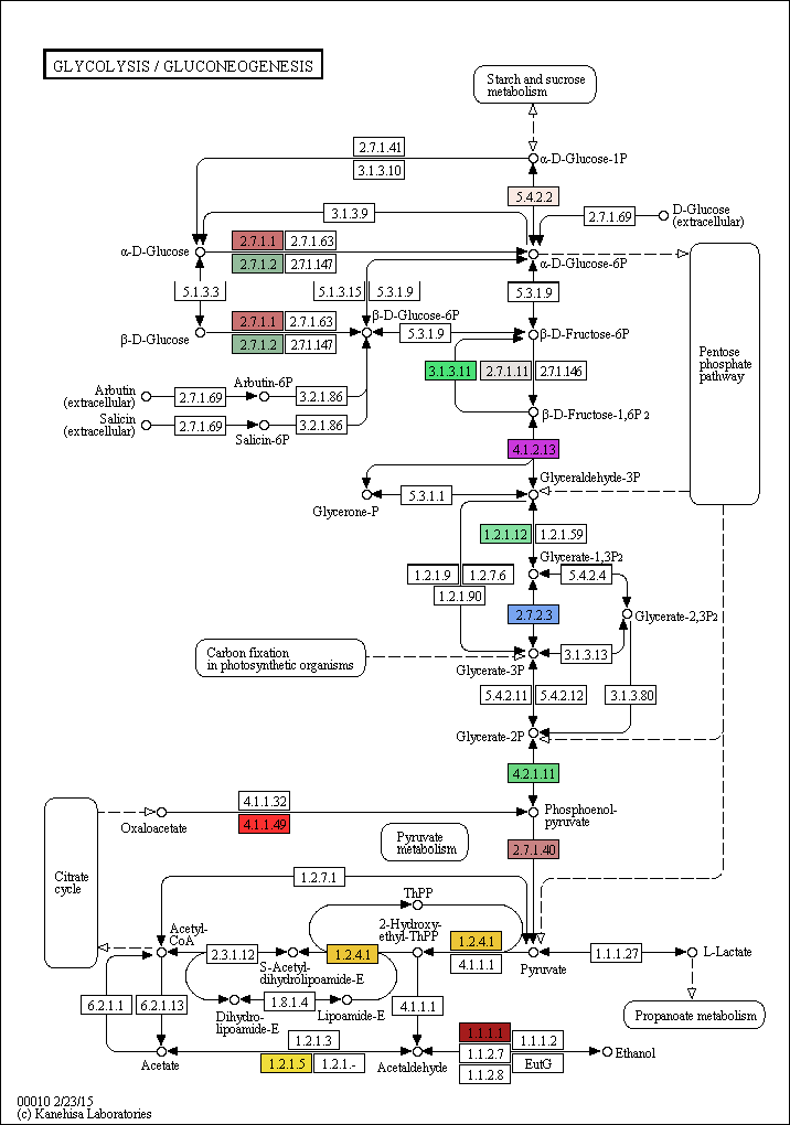 Glycolysis와 Gluconeogenesis pathway in Ettlia