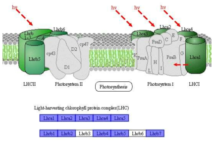 광합성 안테나 수용 단백질 관련 유전자 정보