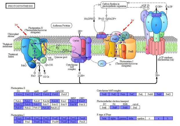 광합성 관련 유전자 정보