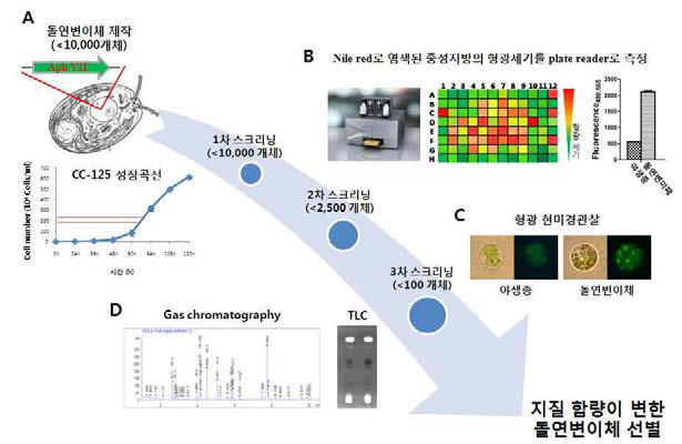 삽입 돌연변이체를 이용한 지질합성 관련 돌연변이 선별. (A) CC-125 균주의 nucleus genome에 Hygromycin B 저항성 유전자인 APH7을 삽입하여 돌연변이체를 제작한다. (B) High-throughput screening을 실시한다. 중성지방을 염색하는 Nile red로 각각의 mutant를 염색한 후 형광세기를 multiplate reader로 비교하여 그 세기가 강한 돌연변이체를 선발한다. (C) Multiplate reader 뿐만 아니라 형광현미경을 통해 증가된 오일바디를 관찰한 후 1차 screening에서 선별된 돌연변이체를 2차, 3차 screening을 통해 재확인한다. (D) 3차 screening으로 부터 선별된 돌연변이체에서 지질을 추출한 후 thin layer chromatography (TLC), gas chromatography를 이용하여 정량적 및 정성적 분석을 통해 최종 돌연변이체를 선반한다