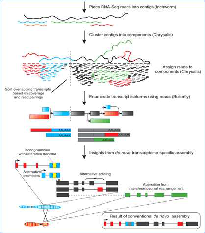 RNA-seq method (De novo assmbly)