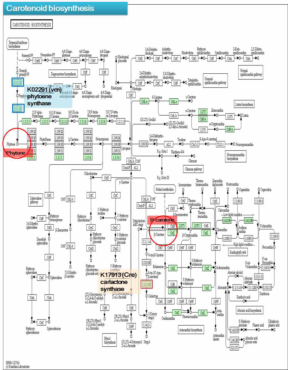 Carotenoid synthesis pathway