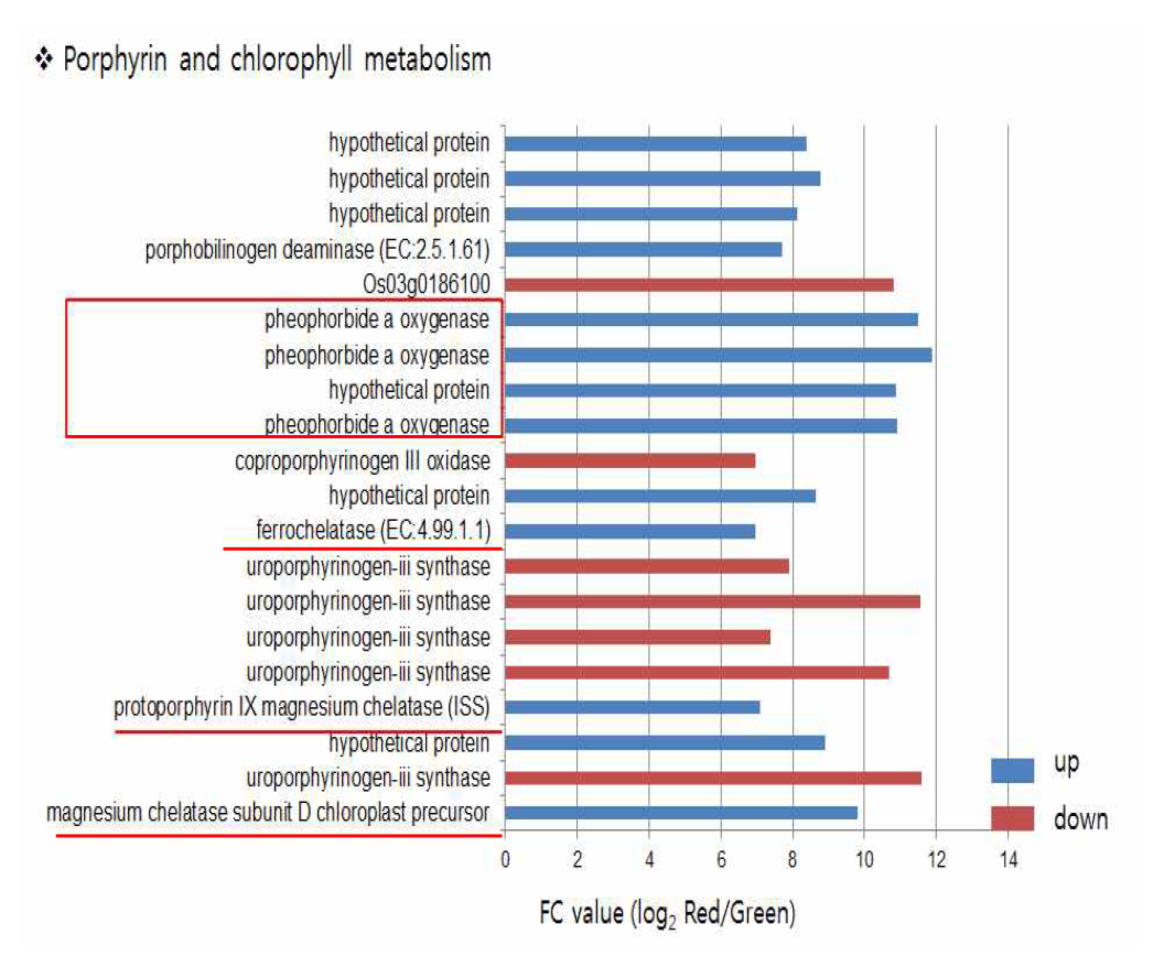 Porphyrin과 Chlorophyll 대사의 전사체 발현 패턴