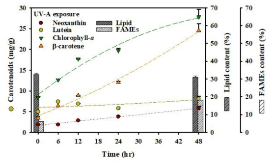 UV-A 조사에 따른 카로테노이드 색소체 함량 및 지질 함량 변화