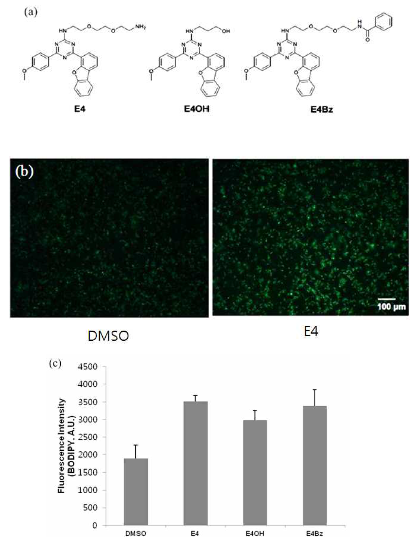 (A) Yarrowia의 지질 생성을 유도하는 chemical (E4) 및 derivates (E4OH, E4Bz)의 구조. (B) E4를 처리한 Yarrowia cell이 음성 대조군에 비해 BODIPY에 대한 형광 세기기 더 강하게 나타나는 것을 현미경을 통해 확인할 수 있었다. (C) E4 및 그 derivates인 E4OH와 E4Bz 역시 음성 대조군에 비해 BODIPY 형광 세기가 최고 86%까지 증가하였다