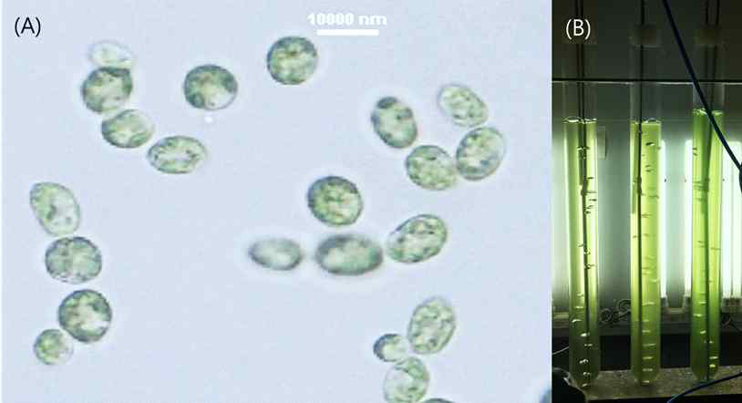 (A) 배양에 사용된 Ettlia sp. 현미경 사진 (B) 배양 0일차 광생물반응기
