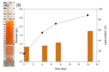 (A) Red cell로 전환된 Ettlia sp. 광생물배양기 (B) 바이오매스 및 지질 함량 결과 그래프