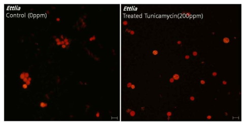 Lipid droplets (LDs) fluorescence image