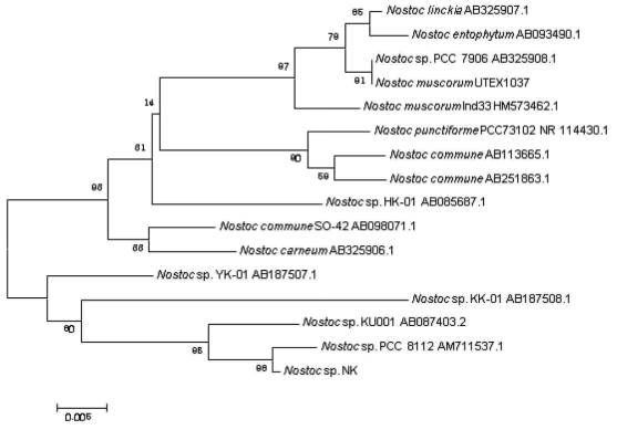Nostoc sp. NK의 neighbor-joining 계통수
