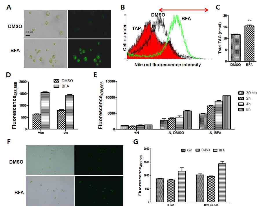 BFA의 지질 생성 효과 확인. (A) 현미경 관찰을 통해 BFA를 처리한 cell이 음성 대조군에 비해 지방체에 대한 형광 값이 증가한 것을 확인하였다. (B) Flow cytometry를 통해 BFA를 처리한 cell이 음성 대조군에 비해 Nile red 형광 세기가 큰 cell들의 수가 증가한 것을 확인하였다. (C) BFA를 처리하였을 때 음성 대조군에 비해 TAG의 축적량이 33% 증가하였다. (D, E) BFA에 대한 지질 증가는 탄소 및 질소 결핍 조건과는 독립적으로 일어난다. (F, G) Chlorella에 BFA를 처리하였을 때에도 지방체에 대한 Nile red 형광 세기가 증가한 것을 확인하였다