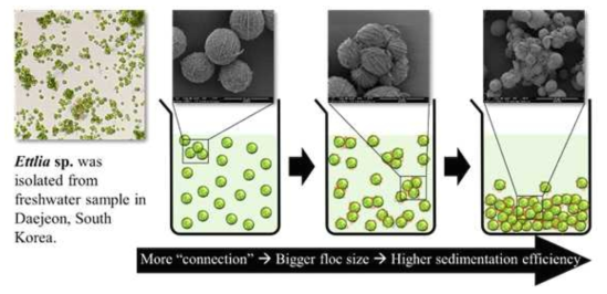 Ettlia sp.의 Floc 형성 및 침전 효율에 대한 EPS 역할 모식도