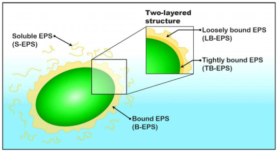 미세조류 EPS 구조 모식도