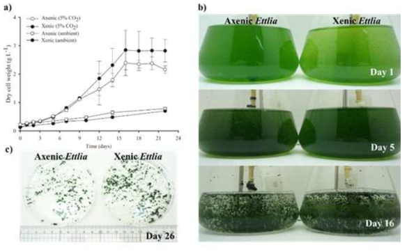 5%CO2 공급 유무에 따른 axenic 및 xenic 배양 생장 곡선(a), 배양 시기에 따른 axnic 및 xenic 배양액의 플록 형성 비교(b), 배양 26일에 Ettlia sp. 배양액의 플록 형성 비교(c)