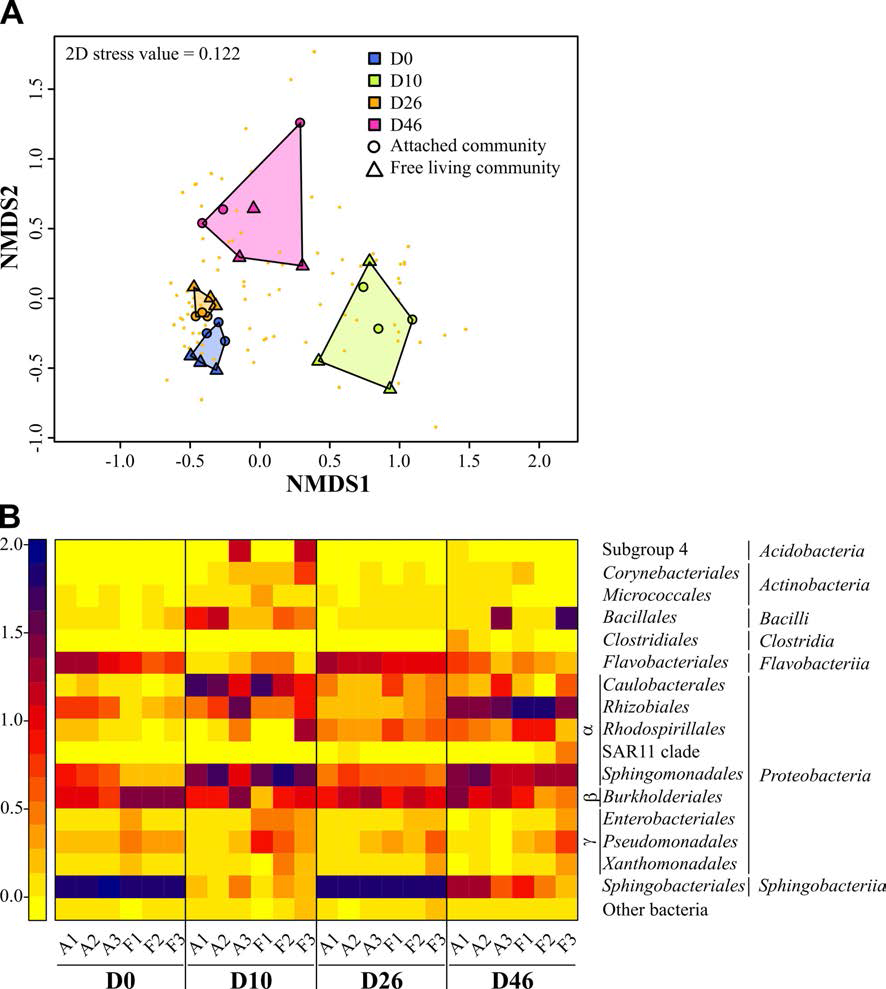 Xenic Ettlia sp. 배양액에서 세균 군집 분석. (A) Bray-Curtis 군집 차이의 NMDS ordination plot과 (B) 대응 히트 맵은 부착 및 부유성 세균 군집 구조를 순차적인 레벨로 보여주었다