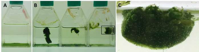A) 일반 단세포성 Ettlia sp.가 가라앉은 모습, B) Floc 형태로 뜨는 Ettlia sp., C) Floc 표면에 많은 공기방울이 형성되어있는 모습