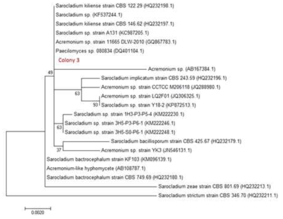 Maximum Likelihood 방법을 통한 Colony3의 계통분석