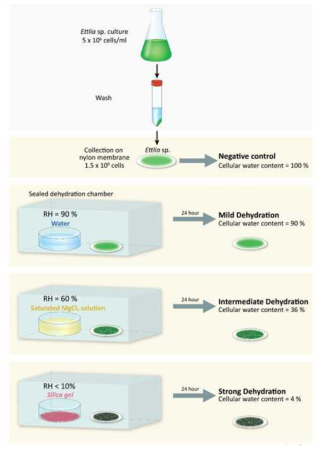 Ettlia sp. 건조를 위한 실험 조건