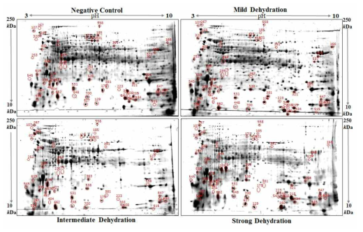 건조 환경에 노출 된 Ettlia sp.의 2D-PAGE 분석 예