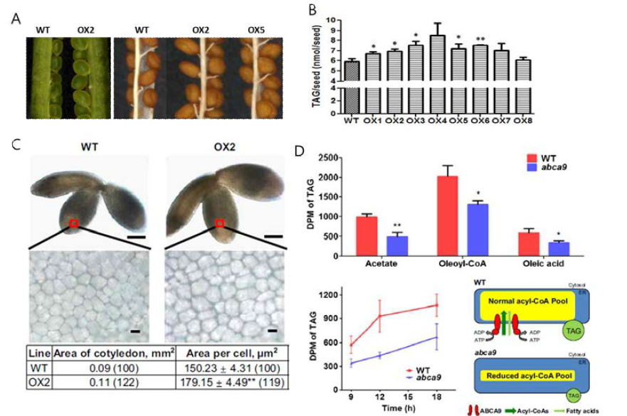 종자의 저장 지방 합성에 관여하는 ABCA9의 기능 연구. (A) ABCA9을 과발현한 mutant는 야생종에 비해 큰 종자를 생성했다. (B) ABCA9을 과발현한 mutant 종자에서 야생종에 비해 종자의 TAG 함량 증가함. (C) ABCA9을 과발현한 mutant 종자의 배아 세포는 야생형보다 증가함. (D) 야생종과 mutant의 배아를 분리하여 14C-acetate, 14C-oleyol-CoA, 14C-Oleic acid가 포함된 buffer에서 uptake assay 수행하여 TAG를 추출해 DPM 값을 측정한 결과, mutant의 경우 14C로 label된 fatty acid를 TAG 합성 장소인 ER로 수송하는 능력이 상실되어 야생종에 비해 TAG 합성이 적게 된 것으로 생각한다