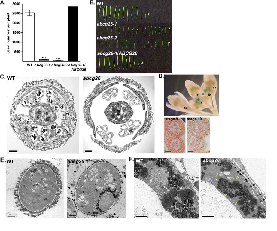 ABCG26의 knockout 돌연변이체는 종자를 거의 맺지 못하였는데 (A, abcg26-1과 abcg26-2), 꼬투리의 발달 자체에 문제가 있었다 (B, abcg26-1과 abcg26-2). 꽃을 관찰한 결과, 돌연변이체가 성숙한 꽃가루를 만들지 못하는 것이 원인임을 발견하였고 (C, abcg26), ABCG26이 꽃가루 벽 형성 시기에 매우 특이적으로 융단층에서 발현한다는 것을 알아내었다 (D, blue signal). 과연 돌연변이체는 꽃가루 벽을 제대로 형성하지 못하였고 (E, abcg26), 반대로 꽃가루 벽 지질의 전구체를 만들어 내보내는 융단층 안에는 밖으로 나가지 못한 전구체로 보이는 물질들이 돌연변이체에 축적되어 있었다 (F, abcg26)