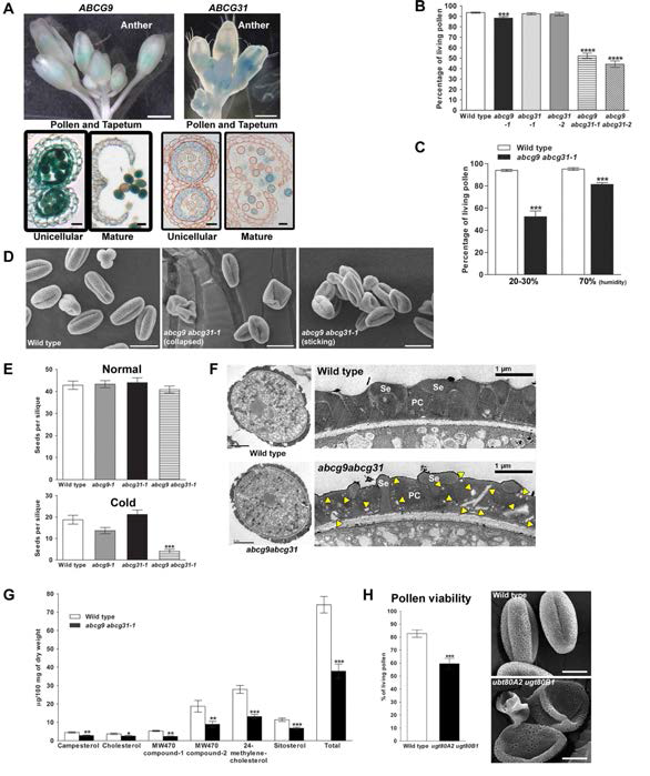 꽃가루 코트 지질 형성에 관여하는 ABCG9과 ABCG31의 기능 연구. Anther에서 강하게 발현하면서, 서로 발현양상이 유사한 ABCG9와 ABCG31 (A, blue signal)을 분리하였고, double knnockout 돌연변이체 abcg9 abcg31을 제작하였다. abcg9 abcg31 식물은 정상적인 조건에서 꽃가루의 활성이 야생종이나 single knockout 돌연변이체에 비해 절반 정도로 떨어져 있었고 (B, abcg9 abcg31-1, abcg9 abcg31-2), 이는 습도가 높은 조건에서 다시 회복되었다 (C, abcg9 abcg31-1). abcg9 abcg31 꽃가루는 건조한 조건에서 쉽게 찌그러지거나 서로 뭉쳐져 존재하는 모습을 보였고 (D), 이런 결과가 환경적인 스트레스에 꽃가루가 잘 견디지 못한 때문이라 생각하여, 또 다른 환경 스트레스인 저온 조건에서 종자의 생산성을 비교한 결과, abcg9 abcg31 식물은 야생종이나 single knockout 돌연변이체들에 비해 종자를 거의 맺지 못하였다 (E, cold, abcg9 abcg31-1). abcg9 abcg31 꽃가루는 코트 발달이 미성숙한 표현형을 보였는데 (F, abcg9 abcg31-1), 꽃가루의 지질 분석 결과, streyl glycoside 함량이 감소해있었고 (G, abcg9 abcg31-1), steryl glycoside를 합성하지 못하는 돌연변이체도 abcg9 abcg31처럼 꽃가루의 활성이 감소하고 (H, pollen viability, ugt80A2 ugt80B1)건조 조건에서 쉽게 꽃가루가 찌그러지는 것을 관찰하였다 (H, EM picture, ugt80A2 ugt80B1