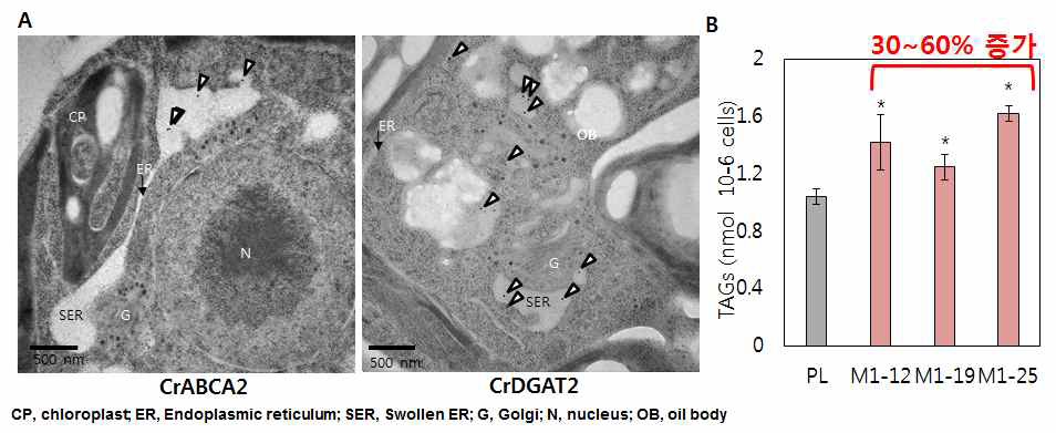 Chlamydomonas의 ABCA2의 분자 생화학적 분석 결과. (A) ABCA2의 세포 내 위치 분석. (B) 야생종과 ABCA2 과발현체의 TAG 함량 분석