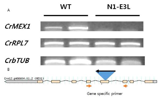 E3L에서 insertion site 탐색 및 유전자 발현 확인. 야생종과 돌연변이체에서 reverse transcription PCR을 수행하였다. Loading control로 사용된 CrRPL17 과 CrbTUB의 경우 발현에 차이가 없지만 E3L의 경우 CrMEX1의 발현이 현저히 저해되었다