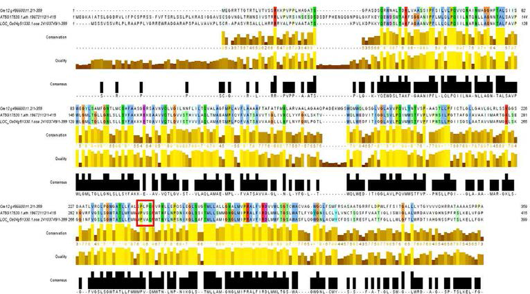 애기장대, 벼, Chlamydomonas의 Maltose Transporter (MEX)의 아미노산 서열 비교. 애기장대, 벼, Chlamydomonas에 존재하는 Maltose Transporter를 서로 비교하였다. 각 생물 종 마다 하나의 Maltose transporter만이 존재하는 것으로 알려져 있으며 유사도는 약 40% 정도이다. 그리고 conserved domain인 PQ loop (붉은 사각형)를 공유하는 것을 확인하였다