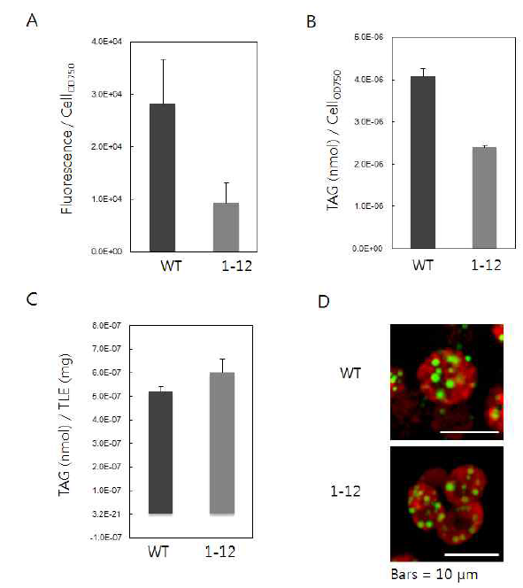 Mutant 1-12의 TAG 표현형 분석. (A) 질소결핍 조건에서 야생종과 mutant 1-12를 배양한 후, 단위 바이오매스 (Cell OD750) 당 nile red의 형광세기를 비교한 결과 1-12에서 그 강도가 낮은 것을 관찰하였다. (B) 동일한 조건에서 배양한 세포로부터 TAG를 추출한 후 GC-MS를 이용해 TAG 양을 분석한 결과, 1-12가 단위 바이오매스 당 적은 양의 TAG를 함유하고 있는 것으로 나타났다. (C) 하지만 전체지질에 포함된 TAG 양을 비교하였을 때는 야생종에 비해 1-12에 더 많은 양의 TAG가 존재하였다. 이는 1-12 세포의 크기가 야생종에 비해 작으므로 (D) 바이오매스 당중성지방의 양은 야생종보다 적지만 (A, B) 세포 내 지질성분 당 포함된 TAG의 합성은 증가한 것을 의미한다
