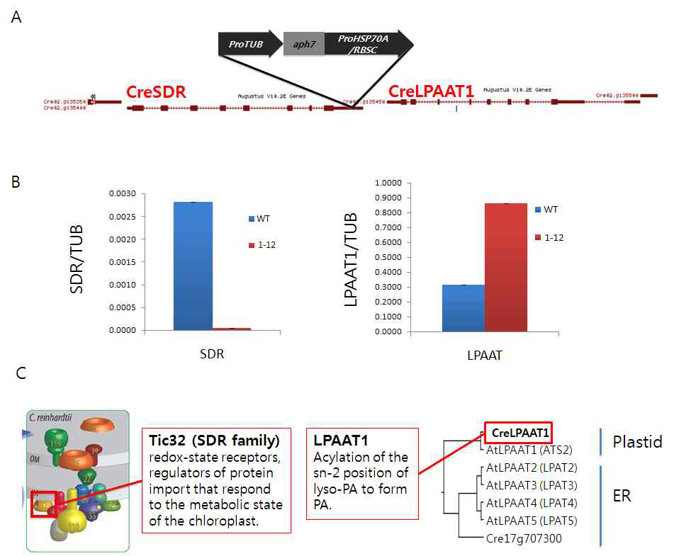 mutant 1-12 genome 상의 AphVII 삽입위치 동정. (A) Inverse PCR을 이용하여 mutant 1-12 genome의 SDR 유전자 3’ UTR region에 AphVII이 삽입된 것을 동정하였다. (B) RNA 발현 정도를 분석한 결과 SDR의 발현이 현저히 감소하였을 뿐만 아니라 인접한 유전자인 LPAAT1의 발현 또한 증가한 것을 관찰할 수 있었다. (C) Chlamydomonas SDR 단백질과 유사한 애기장대 SDR 단백질 (오른쪽)은 엽록체 내부로 단백질을 수송하는데 중요한 역할을 하는 TIC complex의 구성요소 중 하나이며, LPAAT1 (lysophosphatidic acid acyl transferase, 왼쪽)은 lysophosphatidic acid (lysoPA)의 sn-2 position에 acyl-CoA를 연결하는 효소로 알려져 있다. 특히 CreLPAAT1은 애기장대의 색소체에 존재하는 AtLPAAT1과 유사하였다