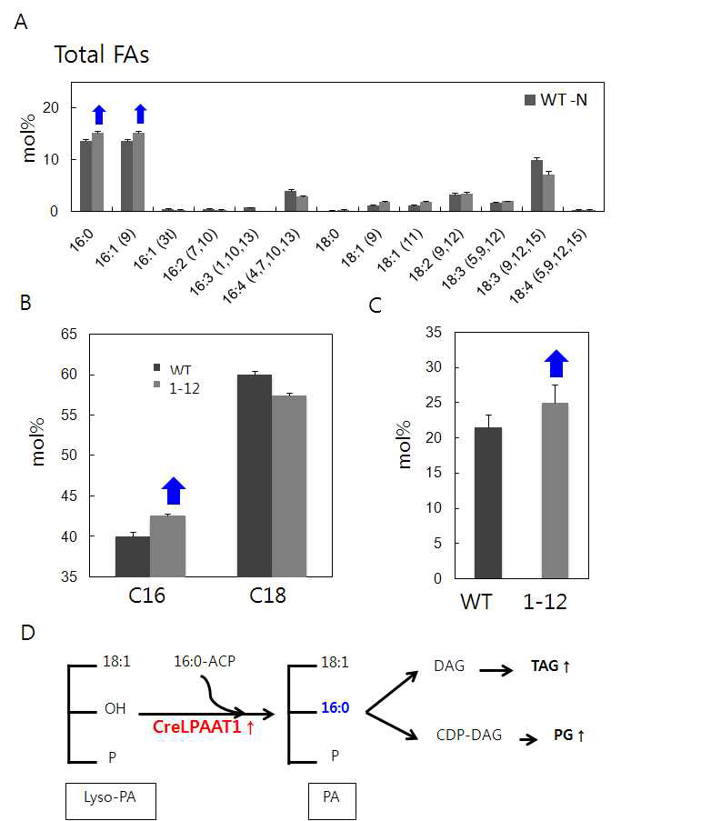mutant 1-12의 지질분석. (A-C) 질소결핍 조건에서 배양된 세포에서 지질을 추출하여 전체 지방산 조성(A, B) 및 phosphatidyl glycerol (PG, C)을 분석하였다. 그 결과 야생종과 비교하여 1-12에 더 많은 C16 지방산과 PG가 존재하는 것을 관찰할 수 있었다. 이러한 표현형은 (D)에서 설명된 것과 같이 CrLPAAT1의 발현이 증가하여 lysoPA에 C16 지방산의 ester 결합이 촉진된 것에 기인할 것으로 추측된다