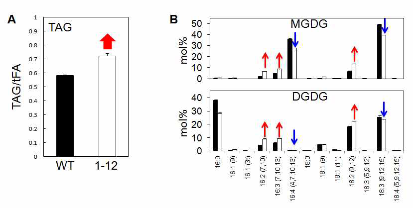 Mutant 1-12에 축적되는 TAG의 양과 엽록체 막 지질인 MGDG와 DGDG의 지방산 조성 분석
