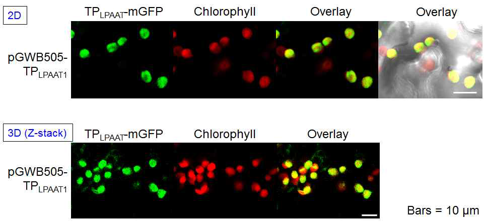 CrLPAAT1의 세포내 위치 분석 실험 CrLPAAT1의 transit peptide를 붙인 GFP 단백질(TPLPAAT1-mGFP)을 담배 잎에서 agrobacterium infiltration 실험 방법을 이용해 발현시킨 결과, 엽록체에 존재하는 것을 관찰하였다