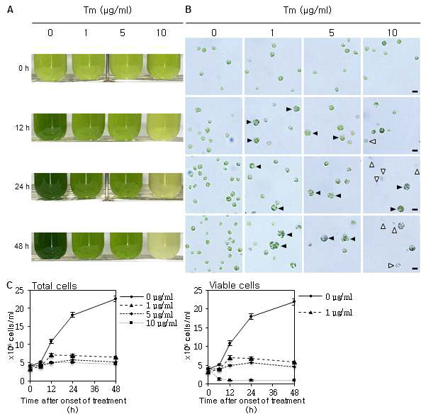 소포체 스트레스 조건에서 Chlamydomonas의 반응 (A) Chlamydomonas (CC-4533)에 다양한 농도(0, 1, 5, 10 μg/ml)의 소포체 스트레스 유도 화합물인 tunicamycin (Tm)을 처리했을 때 시간에 따른 반응 (0, 12, 24, 48 hours) (B) 현미경으로 관찰한 Chlamydomonas 배양액 (A). Black arrow heads, 뭉쳐있는 세포들; white arrow heads, chlorosis가 일어난 세포들 (C) Tunicamycin 처리 조건에서 배양액 내 Chlamydomonas의 총 세포수 (왼쪽), 관찰된 세포수 (오른쪽)