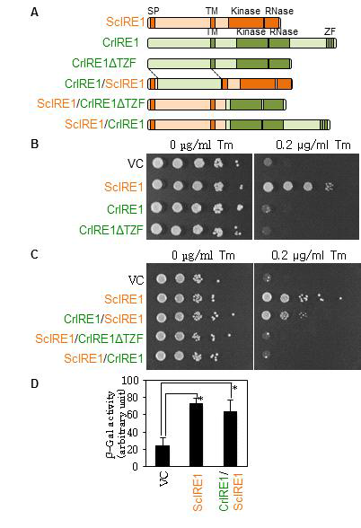 Yeast 돌연변이체 Δire1 mutant를 이용한 Chlamydomonas IRE1 (CrIRE1)의 complementation test. (A) 실험에서 사용한 다양한 IRE1 단백질 구조. (B-C) 다양한 형태의 IRE1으로 형질전환된 Δire1 yeast strain KMY1515 의 성장 비교 (D) IRE1으로 형질전환된 효모에서 측정한 소포체 스트레스의 세기 비교