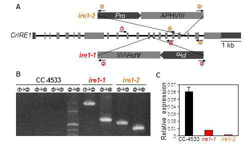 새로운 Chlamydomonas 돌연변이체 ire1-1 , ire1-2 순수분리. (A) Chlamydomonas 돌연변이체 ire1-1 , ire1-2 의 insertion cassette 위치. (B) ire1-1 , ire1-2 돌연변이체의 genotyping 결과. (C) 소포체 스트레스 조건에서 ire1-1 , ire1-2 돌연변이체의 CrIRE1 발현양상
