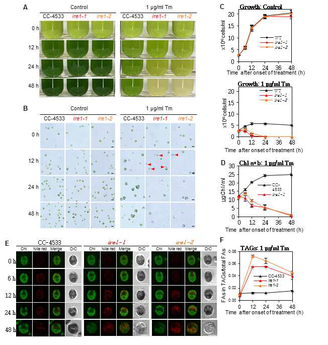 ire1 돌연변이체의 소포체 스트레스 반응성 및 표현형 관찰 (A) Tunicamycin 처리 조건에서 ire1 돌연변이체의 chlorosis (B) Tunicamycin 처리 조건에서 ire1 돌연변이체 cytolysis 현상 관찰. Red arrow heads, cytolysis of ire1 mutant cells. (C) Tunicamycin 처리 조건에서 배양액 내 Chlamydomonas의 총 세포수 (위), 관찰된 세포수 (아래) (D) Tunicamycin 처리 조건에서 Chlamydomonas의 엽록소 양 비교 (E) Tunicamycin 처리 조건에서 발생한 lipid droplet 비교 (F) Tunicamycin 처리 조건에서 축적된 TAG 정량 비교
